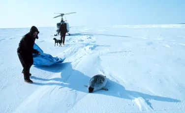 O boală misterioasă ucide focile din Arctica