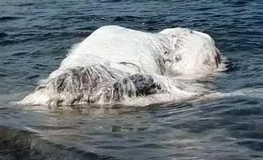 O creatură ciudată a eşuat pe o plajă din Filipine. Ce era în realitate ”bestia” care i-a uimit pe localnici
