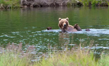 Vânătorii forţează ursoaicele să petreacă mai mult timp alături de puii lor