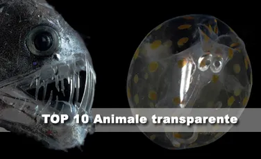 Top 10 Animale transparente