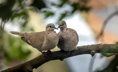 Păsările îşi pierd talentul de a cânta şi uită melodiile pe care le cântă de generaţii