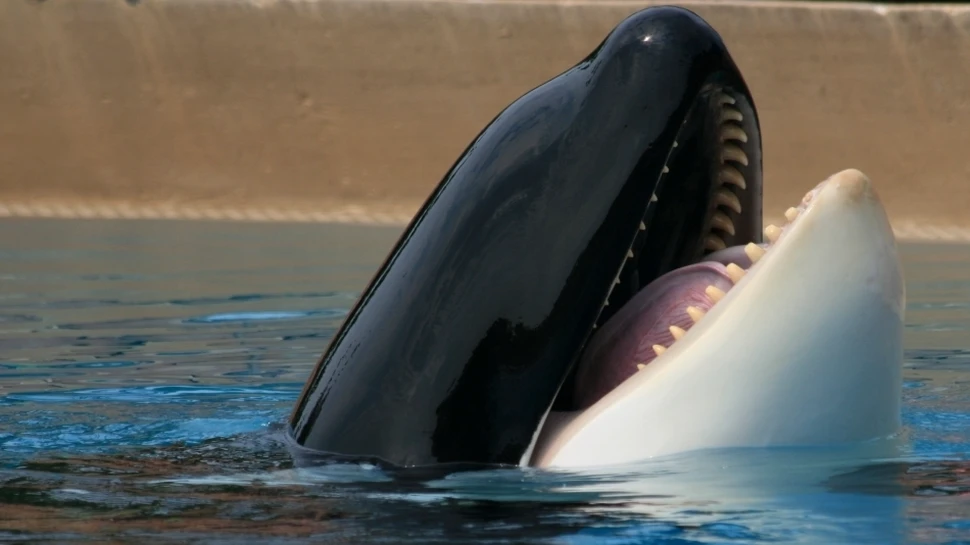 Balenele ucigaşe: cei mai temuţi prădători ai oceanelor