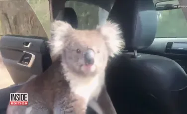 Un urs koala prea prietenos s-a urcat în maşina unui australian să se bucure de aer condiţionat şi nu a mai vrut să coboare – VIDEO