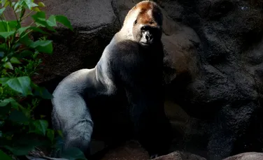 Gorilele trăiesc în societăţi complexe, care se asemănă cu cele umane