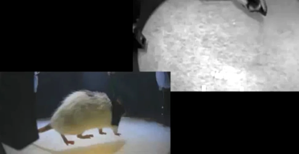 Reuşită fără precedent: un cercetător le-a dat şobolanilor „al şaselea simţ” – capacitatea de a atinge lumina infraroşie!
