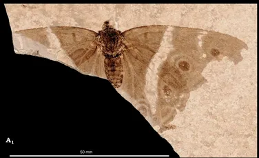 Cercetătorii au descoperit ruda antică a fluturelui Împărat violet