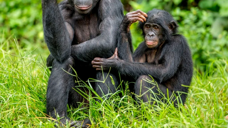 Ce ne poate învăța despre evoluție ritmul actului sexual la bonobo?