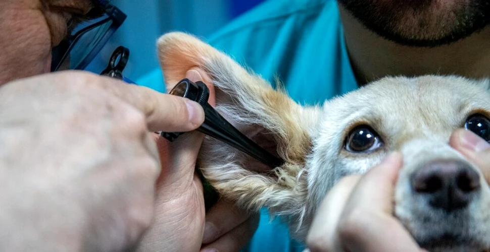 Inteligența Artificială din medicina veterinară ridică provocări etice