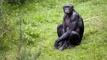 Primatele bonobo ne arată când a evoluat imaginația