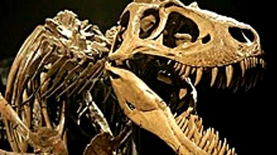 Verdict final: T-rex era un pradator