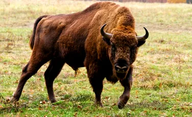 Începând de vineri, în România se găseşte cea mai mare fermă de bizoni din Europa