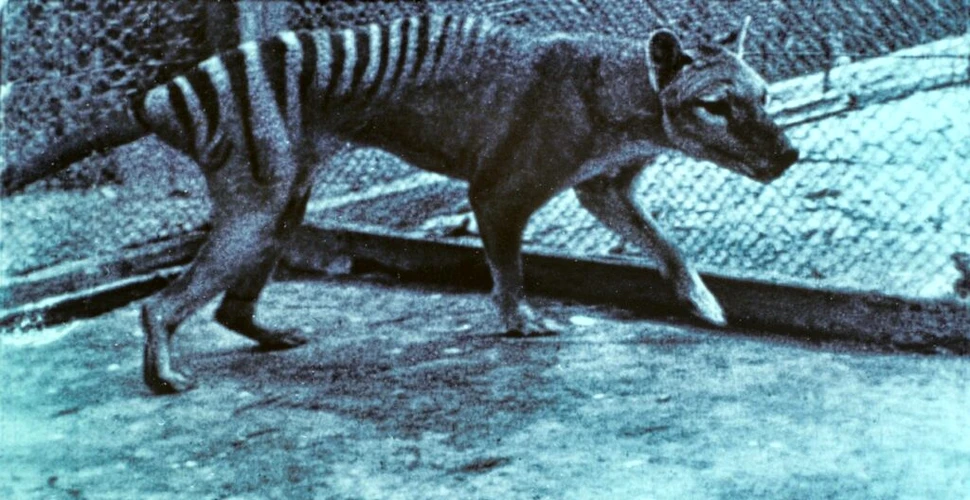 Lupul marsupial sau tigrul tasmanian, dispărut de aproape 100 de ani, ar putea fi readus la viață