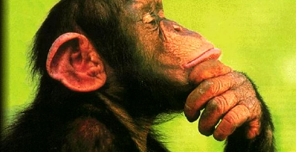 Cimpanzeii reusesc sa isi pacaleasca vanatorii