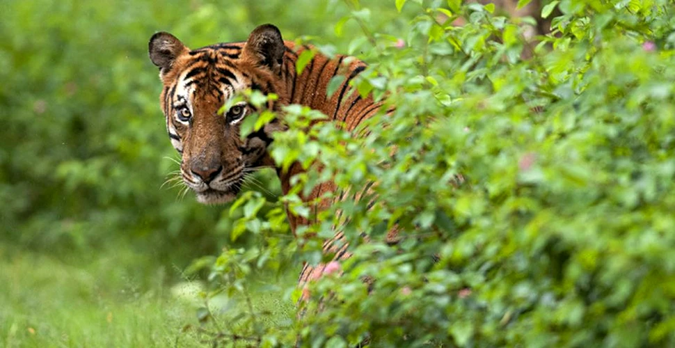 Pentru prima dată în peste 100 de ani, numărul tigrilor care trăiesc în sălbăticie a CRESCUT – FOTO