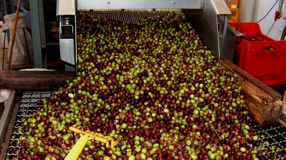 Maslinele – solutie pentru o decontaminare “verde” a apei