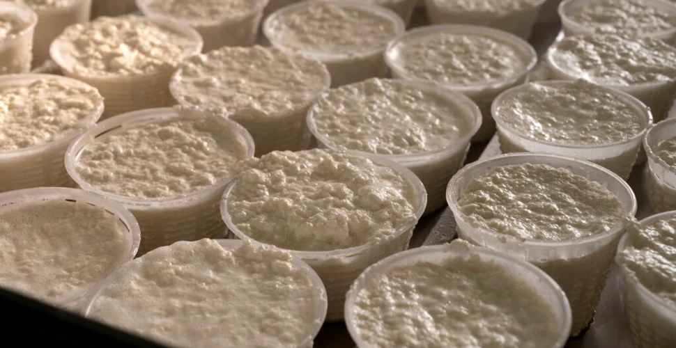 Brânza ricotta, în pericol din cauza unei secete fără precedent