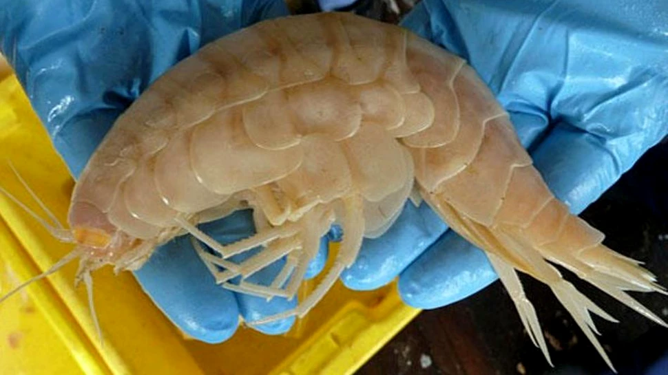 Un crustaceu gigant a fost descoperit într-o groapă abisală (FOTO)