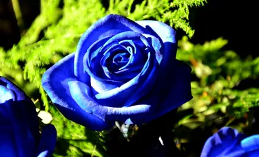 Trandafirul albastru a fost creat în laborator cu ajutorul bacteriilor