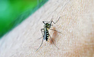 Ţânţarii modificaţi genetic ar putea să oprească răspândirea a patru tulpini asociate febrei denga