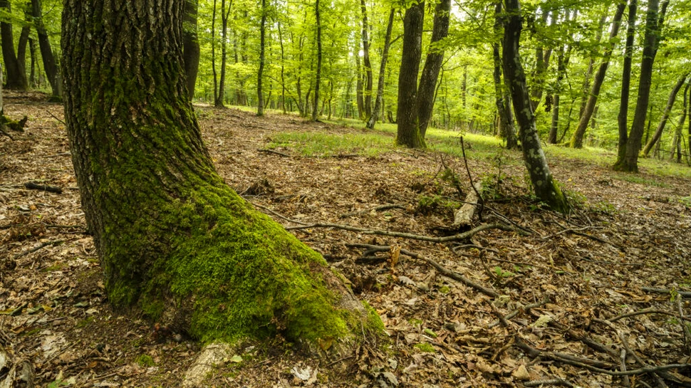 De ce sunt mușchii considerați supereroii din lumea plantelor?