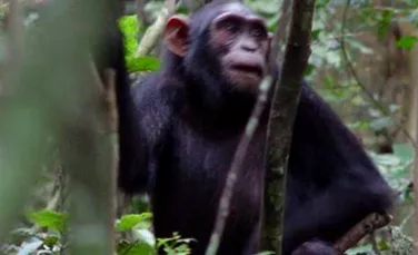 Si fetitele de cimpanzei prefera papusile