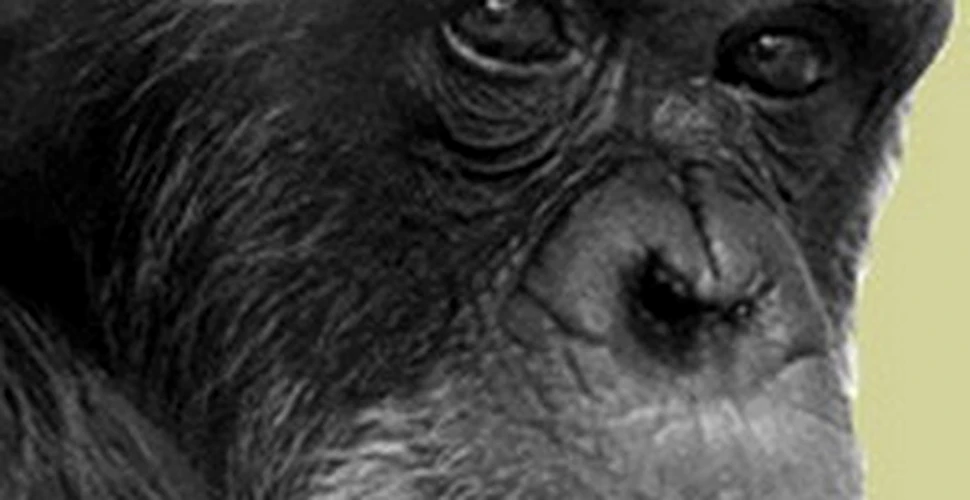 Primul cimpanzeu care folosea limbajul uman a murit