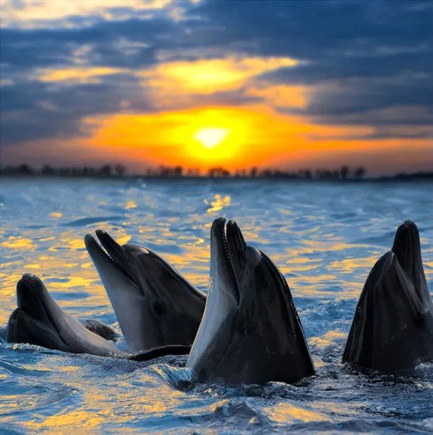 Delfini la asfinţit