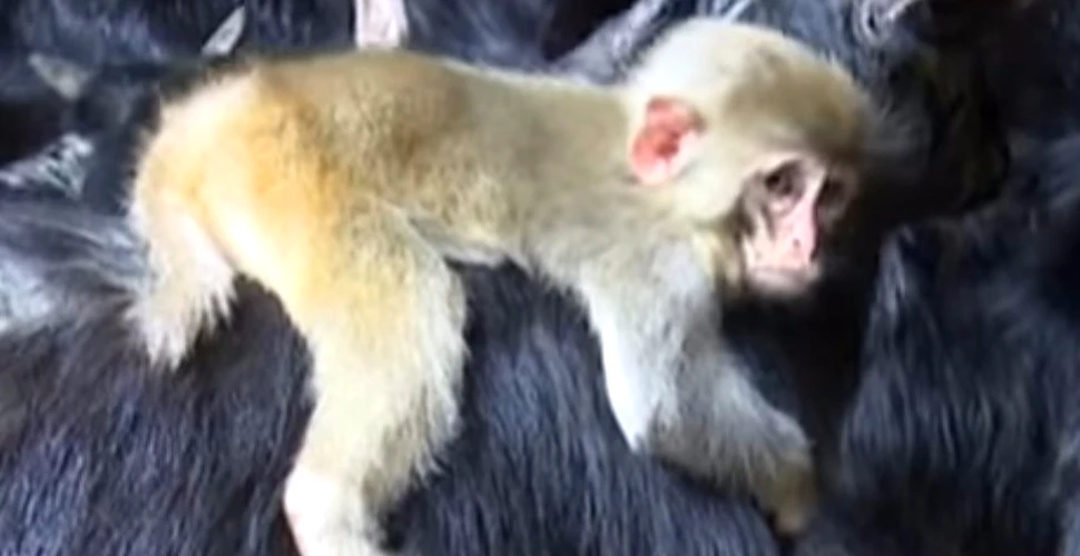 În fiecare seară, această mică maimuţă face un lucru care îi impresionează pe toţi îngrijitorii de la ZOO. VIDEO