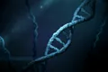 Cercetătorii au identificat o proteină care promovează repararea ADN-ului și previne cancerul