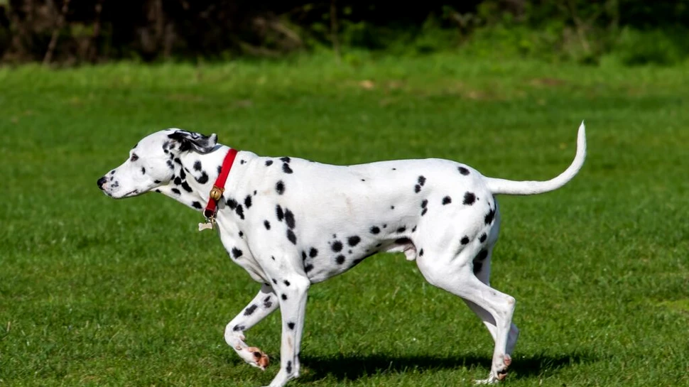 Dalmațienii se nasc fără pete. Cum și de ce apar petele dalmațienilor?
