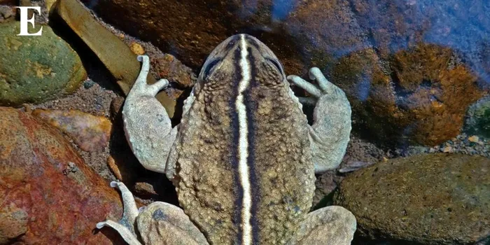 O specie rară a fost redescoperită după 130 de ani