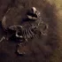 Un dinozaur uriaș a fost descoperit sub un șantier din Brazilia
