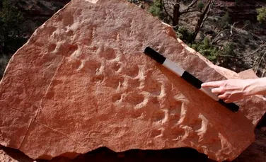 Urmele fosilizate, ce datează din  urmă cu 310 milioane de ani ar putea fi ”cele mai vechi descoperite până acum pe Pământ”
