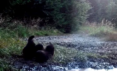 Imagini amuzante cu un urs care se tăvăleşte de zor în noroi, într-o pădure din România