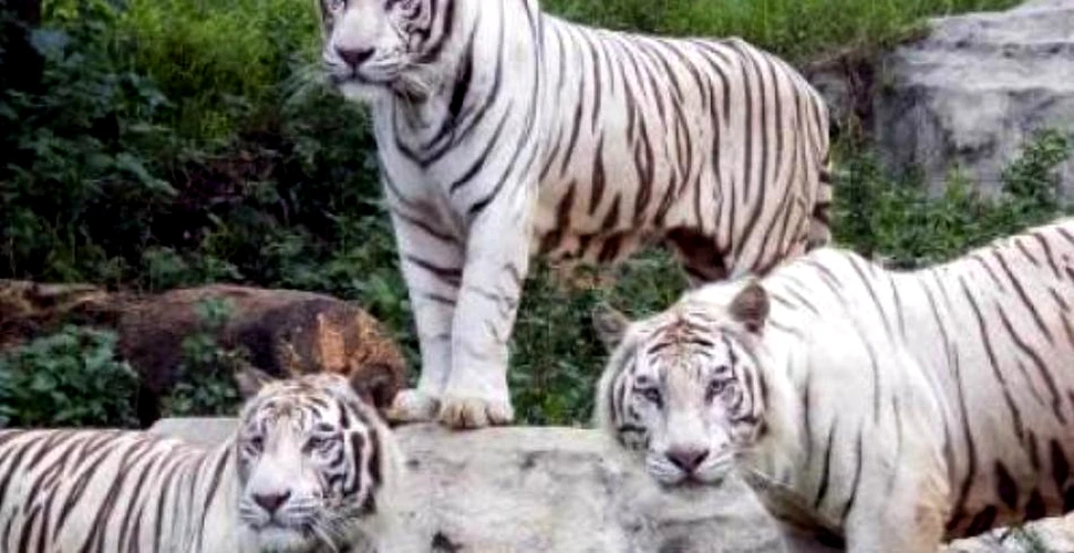 Enigma tigrilor albi a fost dezlegată