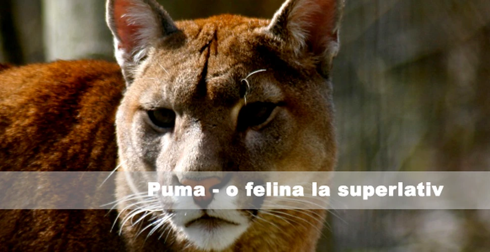 Puma – O felina la superlativ