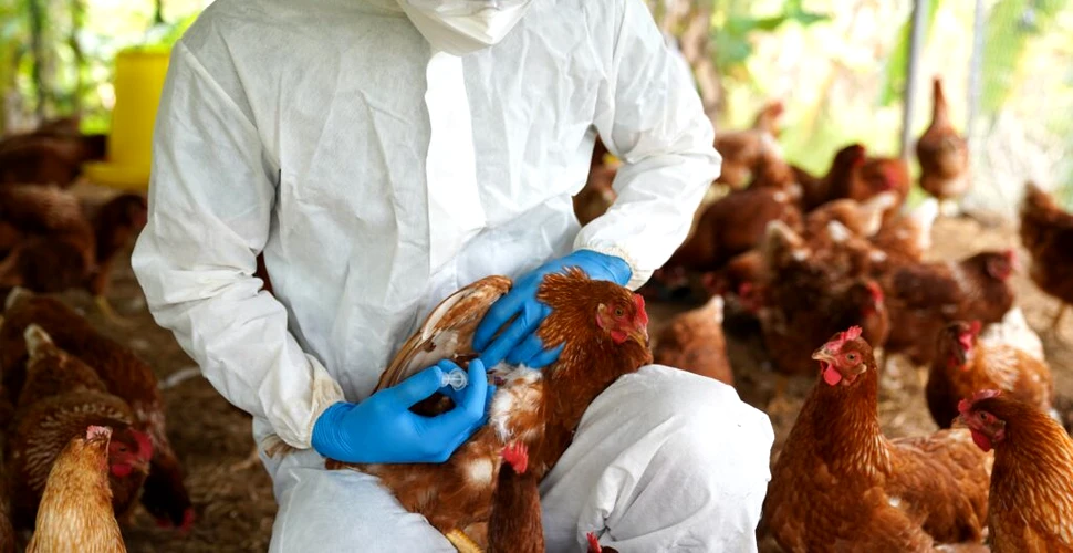 Franța cere vaccinarea împotriva gripei aviare în toată Uniunea Europeană
