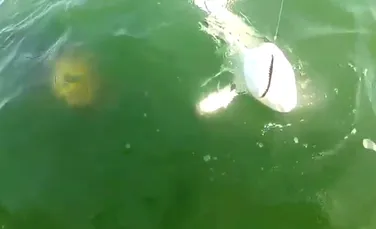 Un peşte uriaş a înghiţit un rechin. VIDEO uimitor