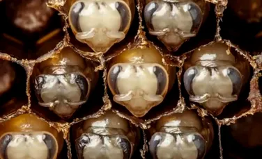 Imagini incredibile. Cum arată primele 21 de zile din viaţa unei albine – VIDEO