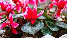 Planta care înflorește chiar și în sezonul rece. Cum să ai grijă de flori și de frunze?