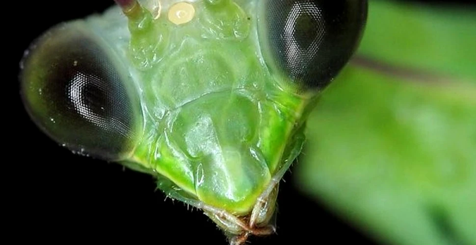 Insectele comunica prin intermediul plantelor