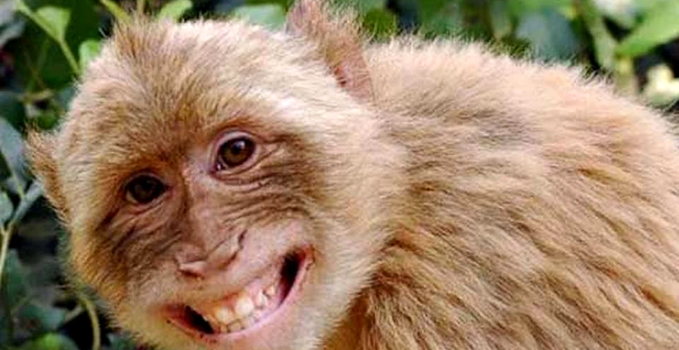 Care sunt originile zâmbetului? O nouă descoperire în lanţul evoluţiei oamenilor