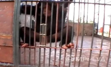 Într-un experiment inedit, cimpanzeii şi-au demonstrat inteligenţa scuipând şi urinând (VIDEO)