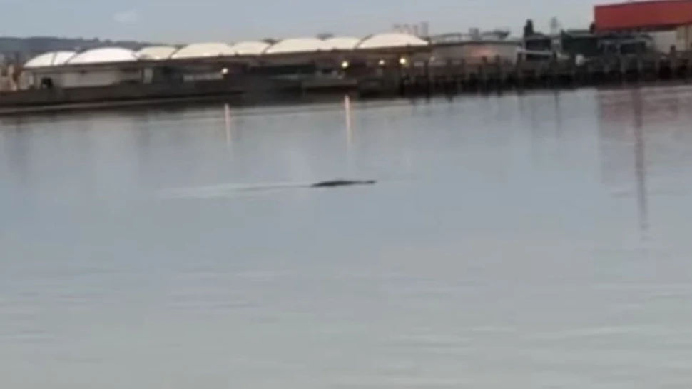 O balenă de aproximativ 10 metri, găsită moartă în fluviul Tamisa. Oamenii de ştiinţă o vor analiza