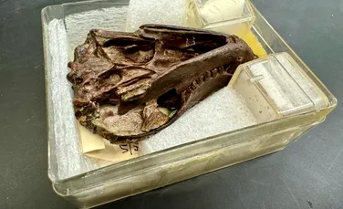 O fosilă de 250 de milioane de ani a dezvăluit ceva neașteptat despre mamifere