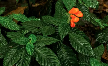 O floare considerată dispărută de aproape 40 de ani a fost redescoperită în Ecuador