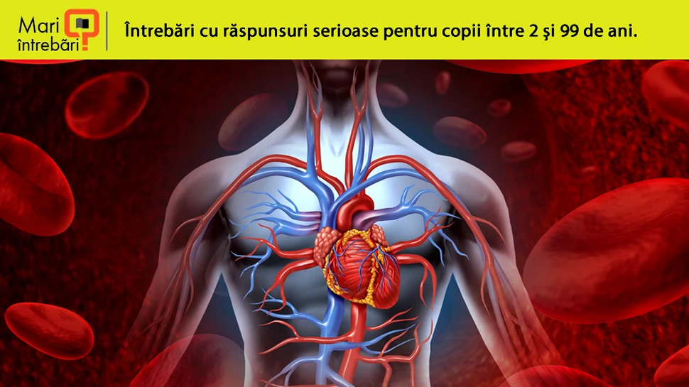 Cât sânge avem în corp?