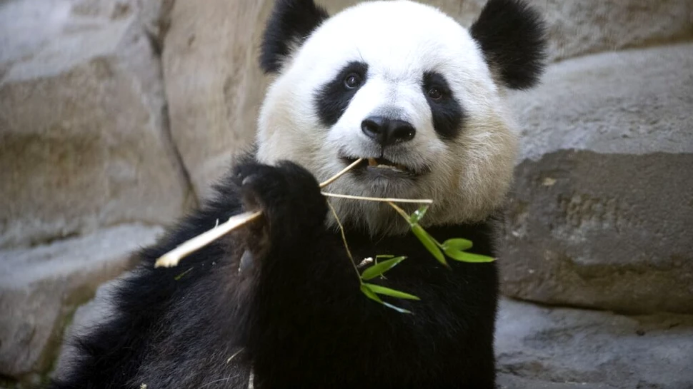 Doi urși panda de la o grădină zoo din Franța vor fi repatriați în China