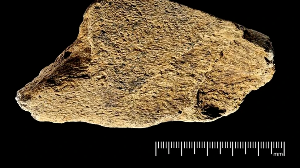 O unealtă preistorică din os de elefant este cea mai veche descoperită vreodată în Europa