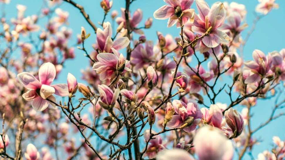 Meteorologii au actualizat prognoza! Cum va fi vremea în aprilie?